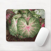 Caladium Galaxy Muismat (Met muis)
