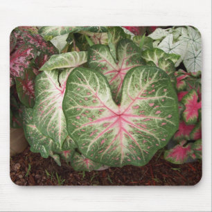 Caladium Galaxy Muismat