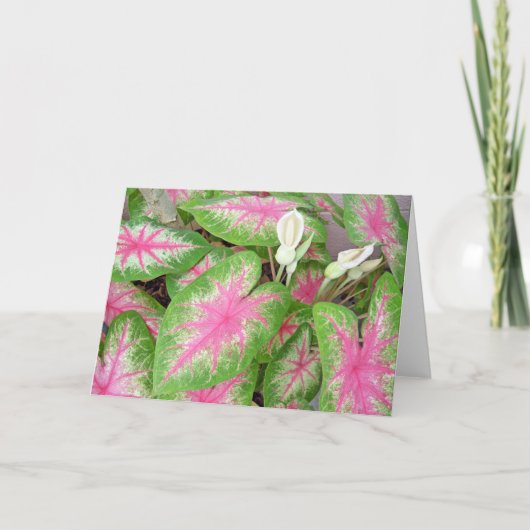 Caladiums Kaart (Voorkant)