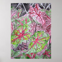 caladiums_plant_schilderen