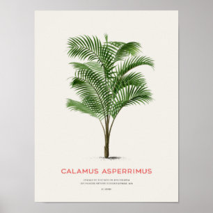 Calamus Asperrimus - Palmboom Poster
