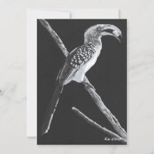 Calao à bec jaune, carte plate d'animal du Kalahar