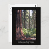 Calaveras Big Trees Briefkaart (Voorkant / Achterkant)