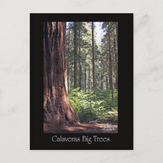 Calaveras Big Trees Briefkaart