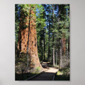 Calaveras Big Trees spoor Poster (Voorkant)