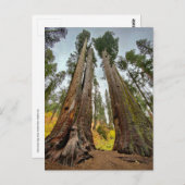 Calaveras Big Trees State Park Briefkaart (Voorkant / Achterkant)