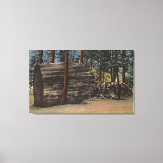Calaveras Big Trees State Park Canvas Afdruk (Voorkant)