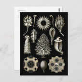 Calcareous Sponges Briefkaart (Voorkant / Achterkant)