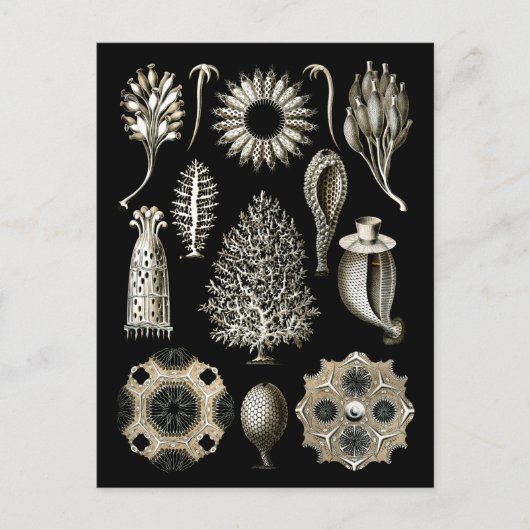 Calcareous Sponges Briefkaart (Voorkant)