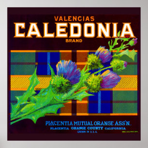 Caledonia oranje crate label uit de jaren dertig poster