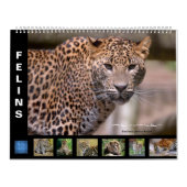 Calendrier (Protection)