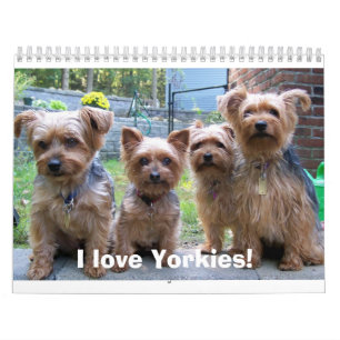 Calendrier 100_5963, j'aime Yorkies !