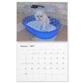 Calendrier 12 mois de Catitude (Feb 2027)