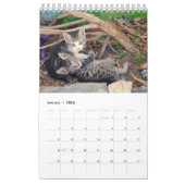 Calendrier 12 mois de cuteness Kittens frères et soeurs (Jan 2026)