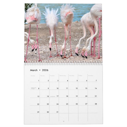 Calendrier 12 mois flamants (Mar 2026)