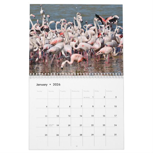 Calendrier 12 mois flamants (Jan 2026)