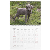 Calendrier 1 de Weimaraner (Mar 2026)