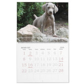 Calendrier 1 de Weimaraner (Feb 2026)