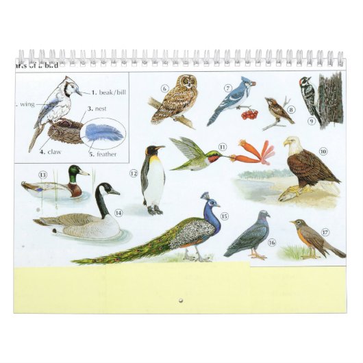 Calendrier 1 d'oiseau (Protection)