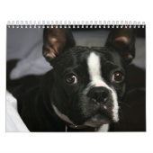 Calendrier 2009 de Boston Terrier (Protection)