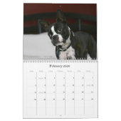 Calendrier 2009 de Boston Terrier (Feb 2026)