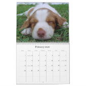 Calendrier 2009 de chiots de la Bretagne (Feb 2026)