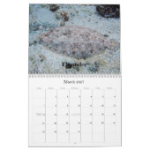Calendrier 2009 de vie marine,… (Mar 2027)