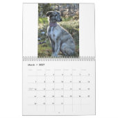 Calendrier 2011 chiots de soie de Windhound (Mar 2027)