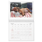 Calendrier 2011 de chiot de teckel (Mar 2026)