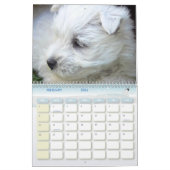 Calendrier 2011 de chiots de Terrier blanc de (Feb 2026)