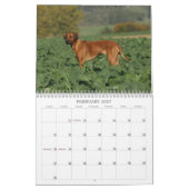 Calendrier 2011 de Rhodesian Ridgeback (Feb 2027)