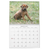 Calendrier 2011 de Rhodesian Ridgeback (Mar 2027)