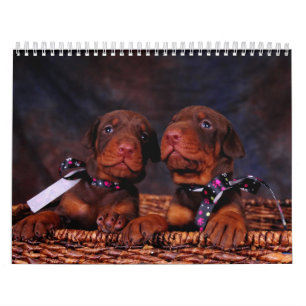 Calendrier 2012 de chiot de dobermann