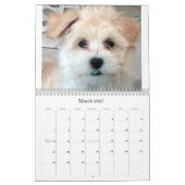 Calendrier 2012 de délivrance de chiot de Havanese (Mar 2027)