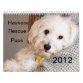 Calendrier 2012 de délivrance de chiot de Havanese (Protection)