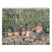 Calendrier 2012 hiboux creusants (Protection)
