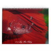 Calendrier 2013 de Betta de demi-lune par Mac (Protection)