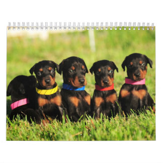 Calendrier 2013 de chiot de dobermann