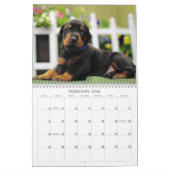 Calendrier 2013 de chiot de dobermann (Feb 2026)