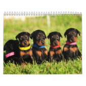 Calendrier 2013 de chiot de dobermann (Protection)