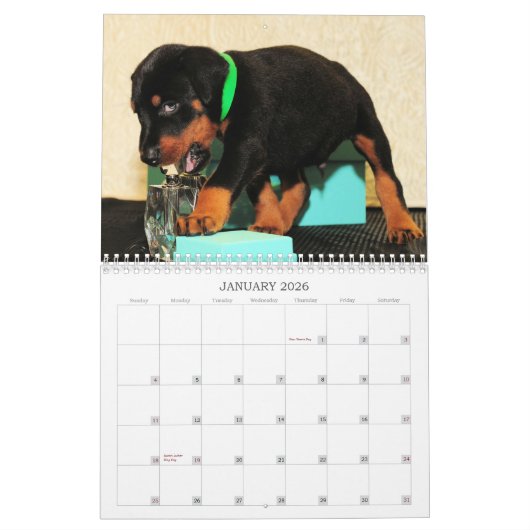 Calendrier 2013 de chiot de dobermann (Jan 2026)