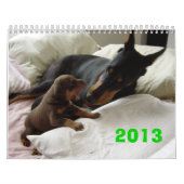 Calendrier 2013 de dobermann (Protection)