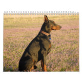 Calendrier 2013 de dobermann (Protection)