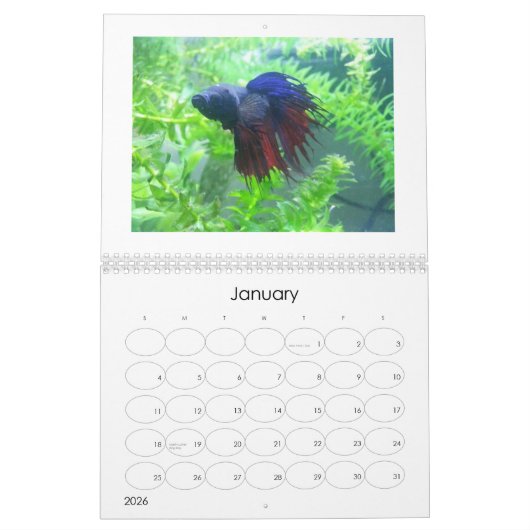 Calendrier 2013 de poissons de Betta (Jan 2026)