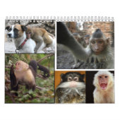 Calendrier 2013 de singe (Protection)