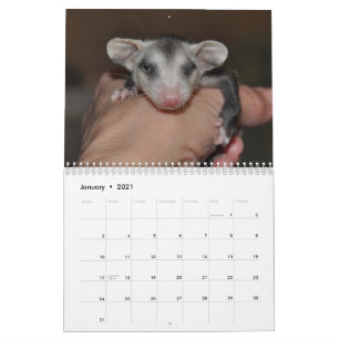 Calendrier 2014 - Babies Possum