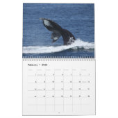 Calendrier 2014 de baleines de bosse (Feb 2026)