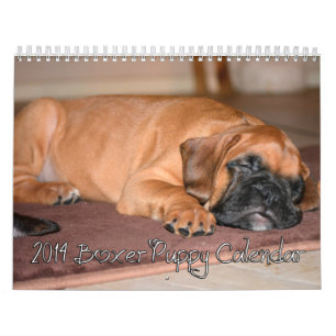 Calendrier 2014 de chiot de boxeur