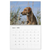 Calendrier 2015 8 golden retriever Caledar de mille (Mar 2026)