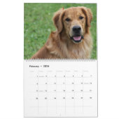 Calendrier 2015 8 golden retriever Caledar de mille (Feb 2026)